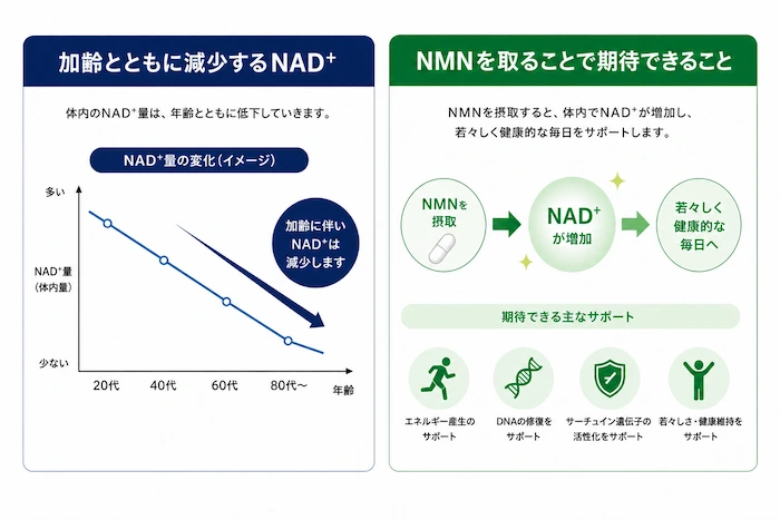NMNサプリの効果について